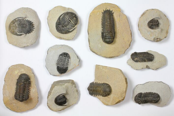 Lot: Assorted Devonian Trilobites - Pieces #119931